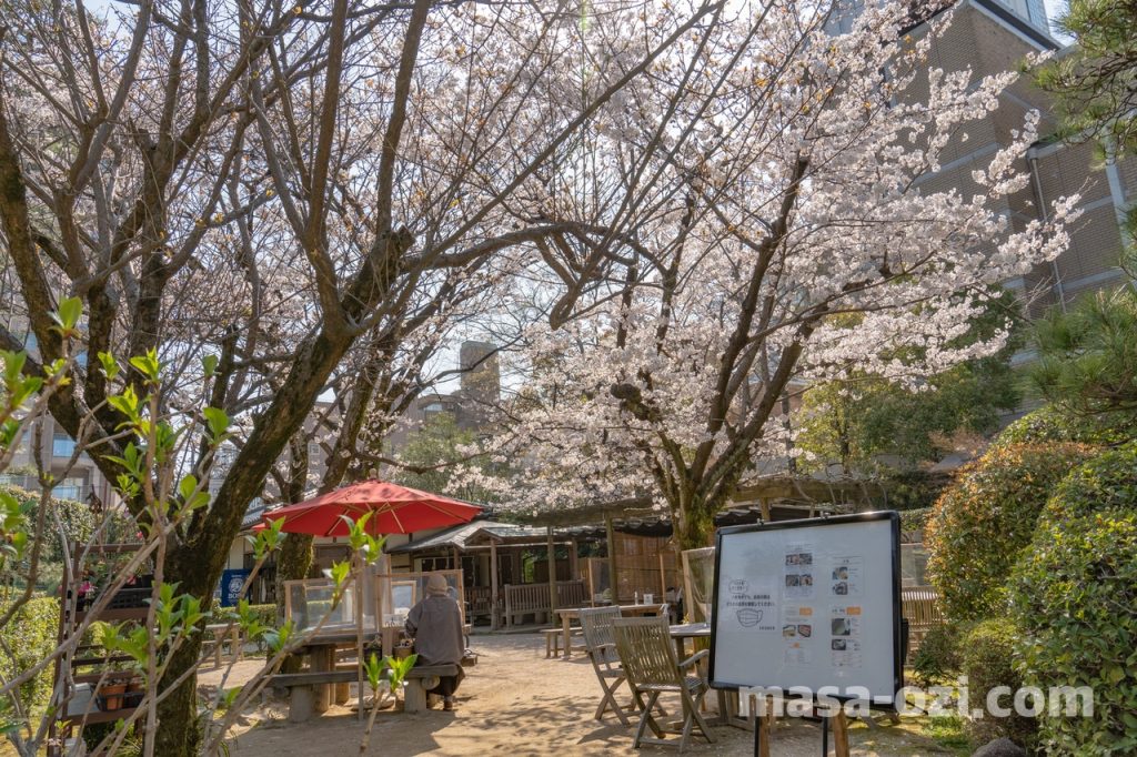 中区-縮景園-桜満開時-昼撮影その1