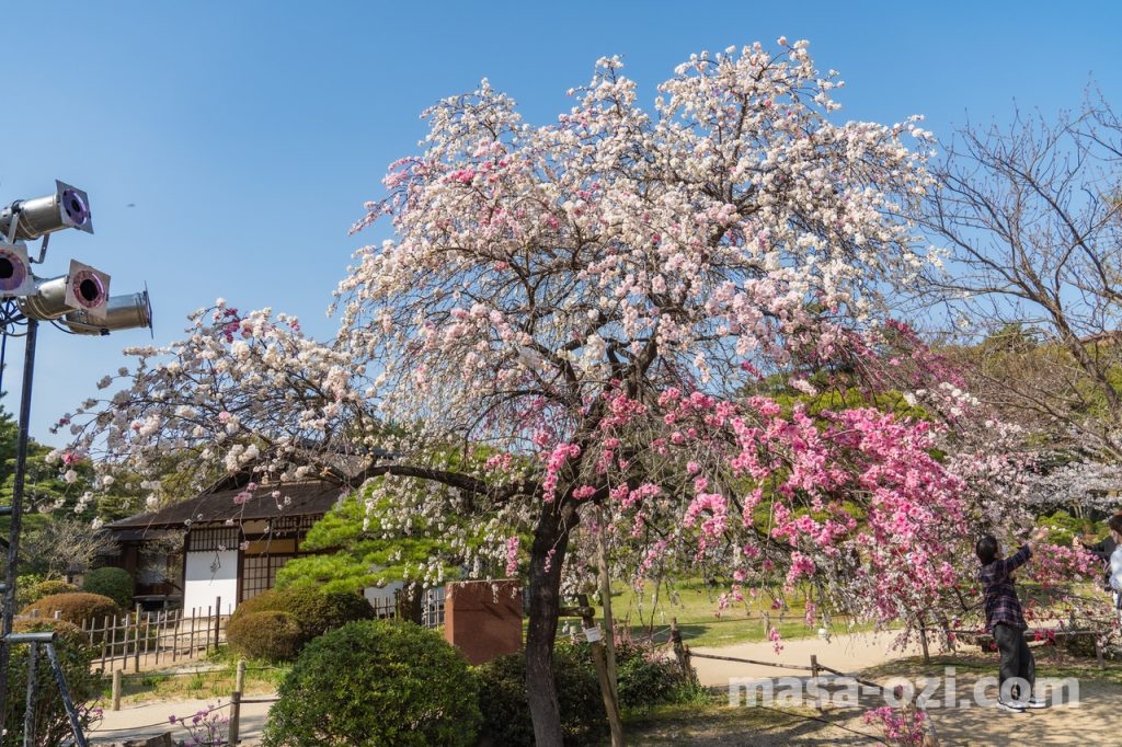 中区-縮景園-桜満開時-昼撮影その2