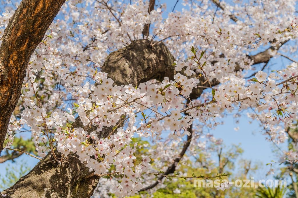 中区-縮景園-桜満開時-昼撮影その5