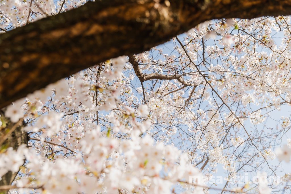 中区-縮景園-桜満開時-昼撮影その6