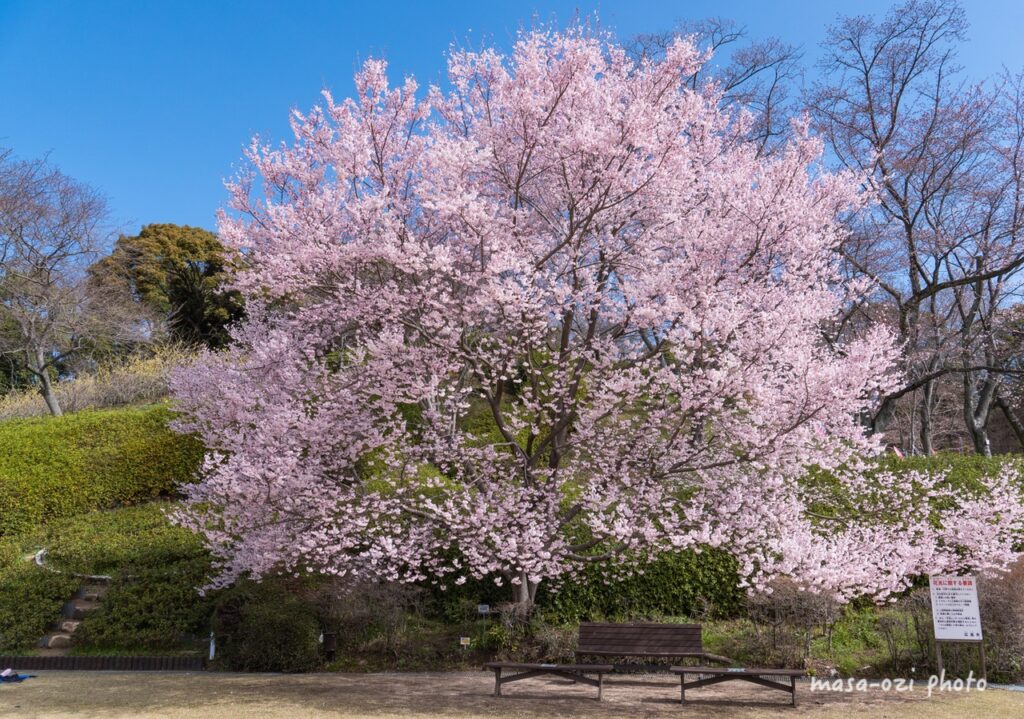 2022桜広島市植物公園-昼撮影その1