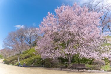 佐伯区-[2022桜]広島市植物公園-