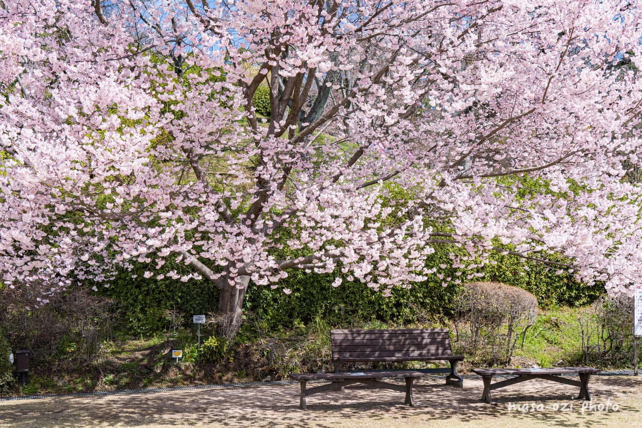 2022桜広島市植物公園-昼撮影その33