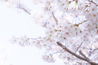 中区-広島市内の桜-
