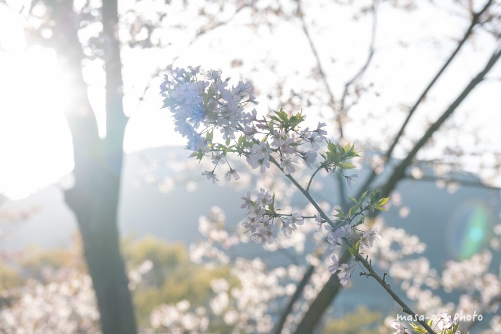 2022桜広島市植物公園-昼撮影その18