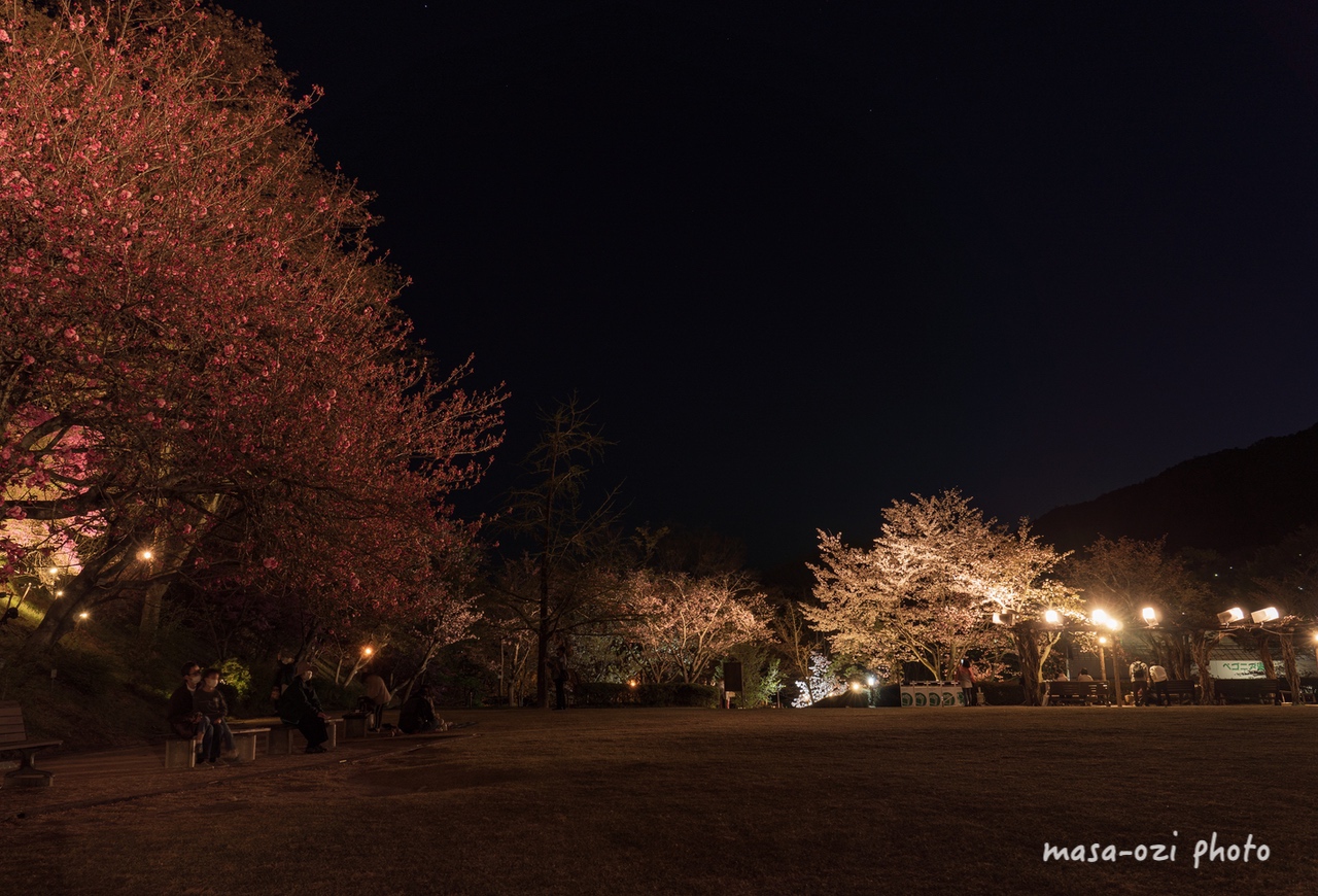 2022桜広島市植物公園-昼撮影その32