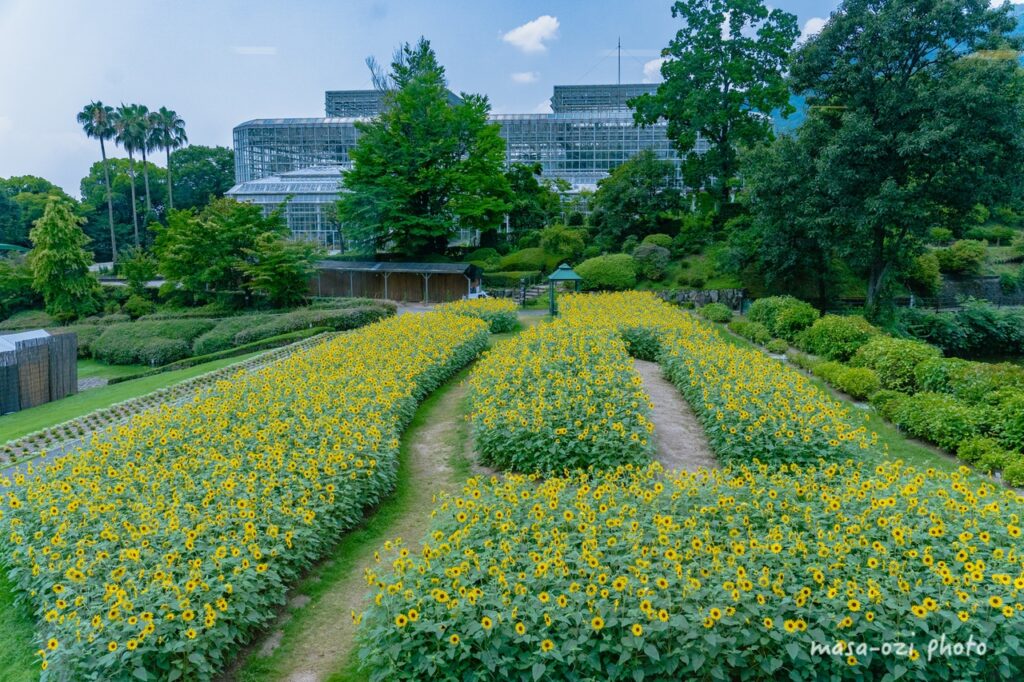 202207広島市植物公園-昼撮影その13