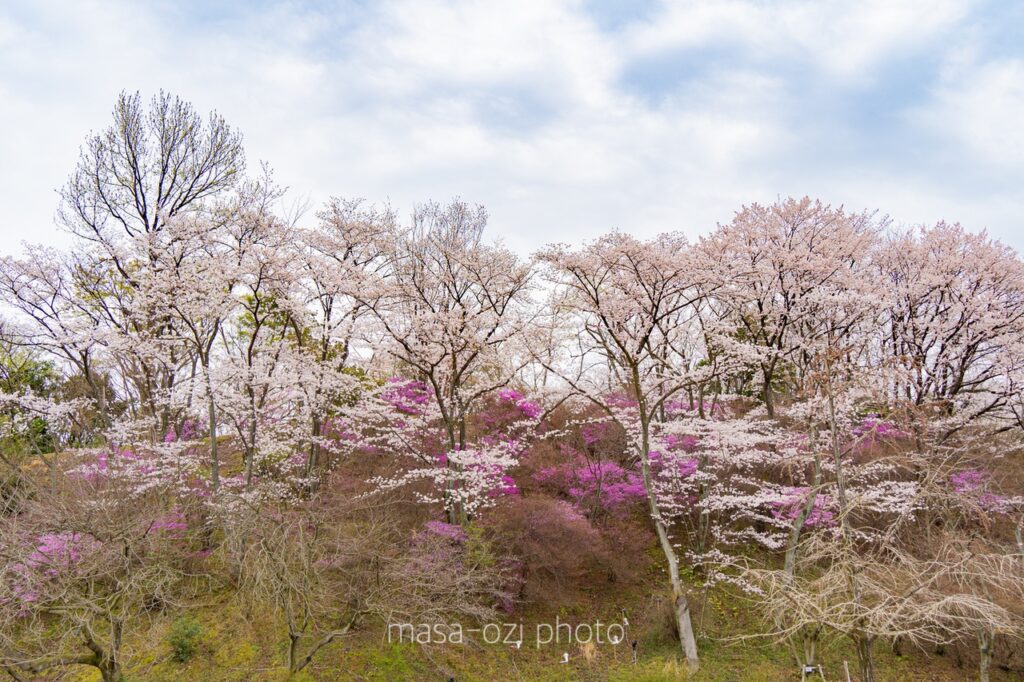 202303広島市植物公園-昼撮影その3
